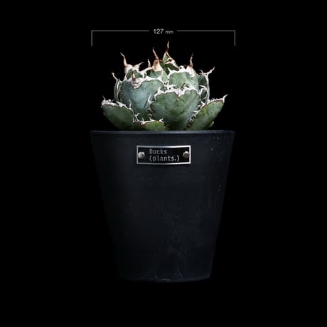 アガベ チタノタ 白鯨 / Agave titanota ‘White Whale’ #99