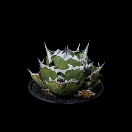 アガベ チタノタ 螃蟹 / Agave titanota ‘Crab’ #1