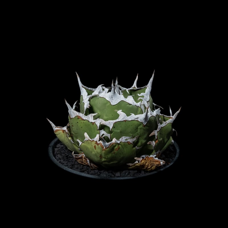 アガベ チタノタ 螃蟹 / Agave titanota 'Crab' #1 | Ducks