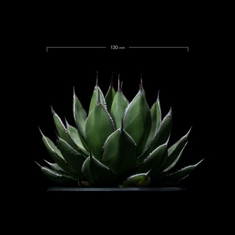 アガベ 兜蟹×笹の雪 / Agave isthmensis ‘Kabutogani’ × victoriae-reginae #2