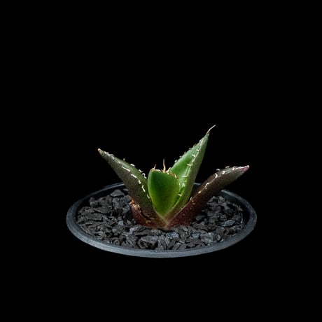 アガベ チタノタ ハデス / Agave titanota ‘Hades’ #13