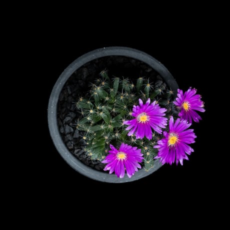 トリコディアデマ デンサム / Trichodiadema densum #6