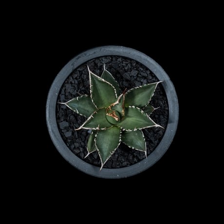 アガベ チタノタ 海王 / Agave titanota ‘Sea King’ #1