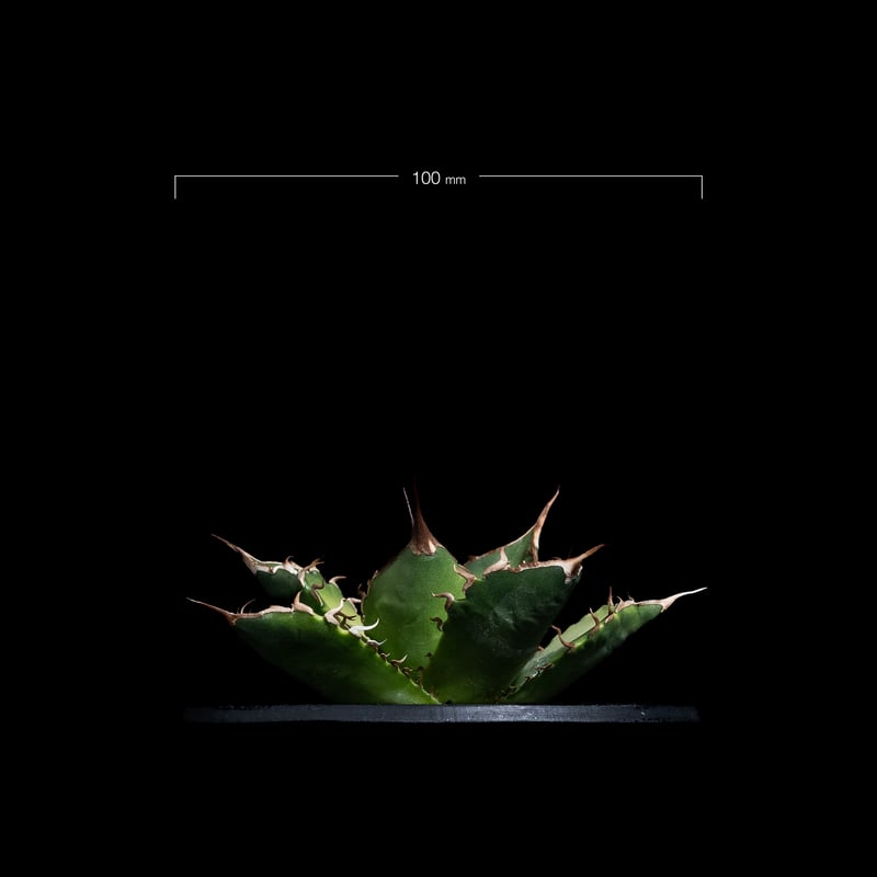アガベ チタノタニシキ アガベ チタノタ 西黒刺 | hanayoshi-botanical