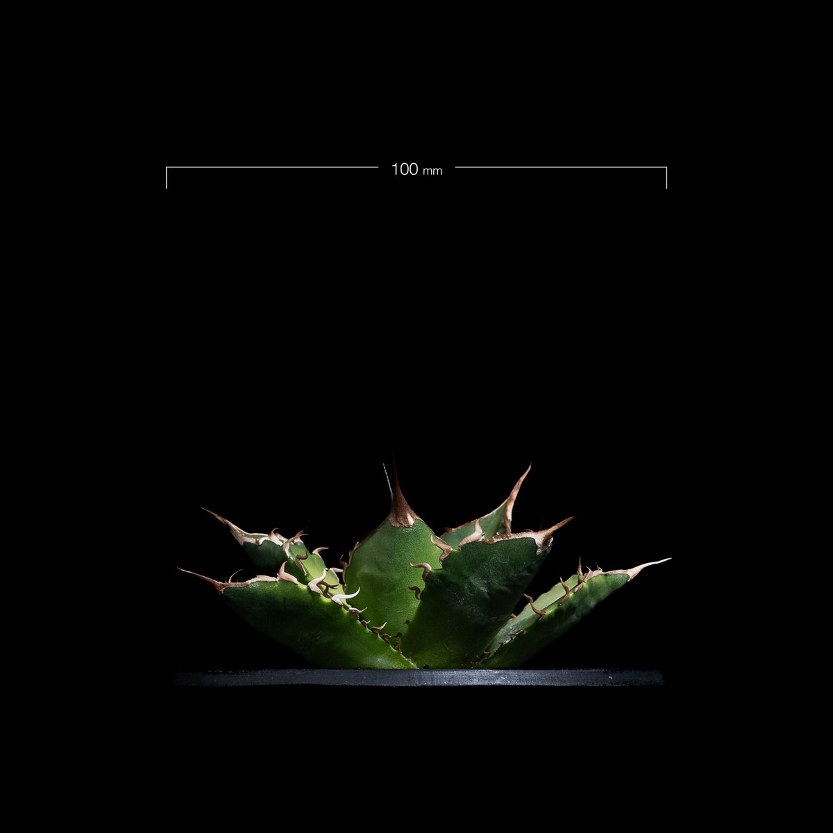 アガベ チタノタ 黒桃 (カキ仔) / Agave titanota 'Spade' #4 |