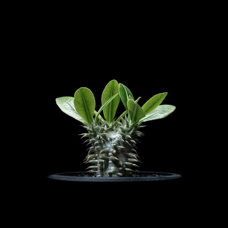 パキポディウム デンシカウレ / Pachypodium densicaule #10