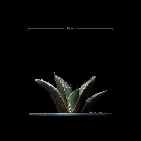 アガベ チタノタ 白鯨 / Agave titanota ‘White Whale’ #15