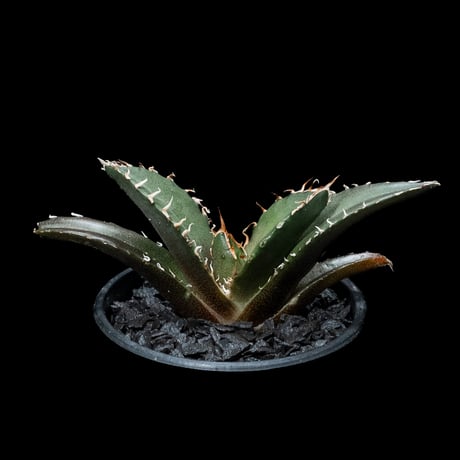 アガベ チタノタ 白鯨 / Agave titanota ‘White Whale’ #53