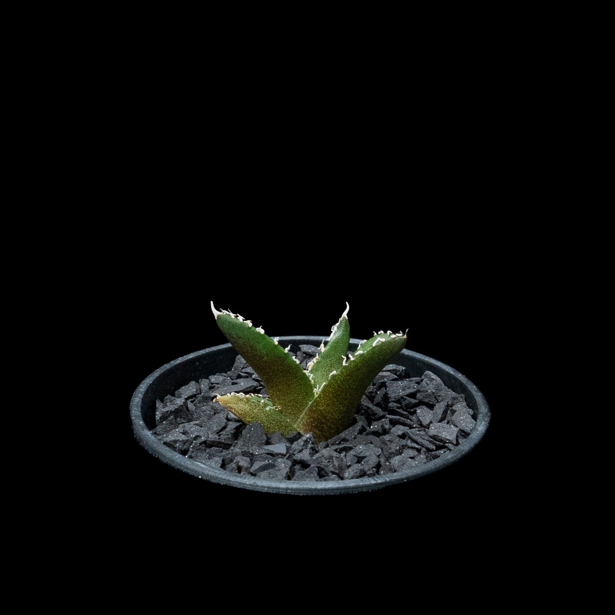 アガベ チタノタ 南アフリカダイヤモンド / Agave titanota アガベ チタノタ 南アフリカダイヤモンド / Agave titanota