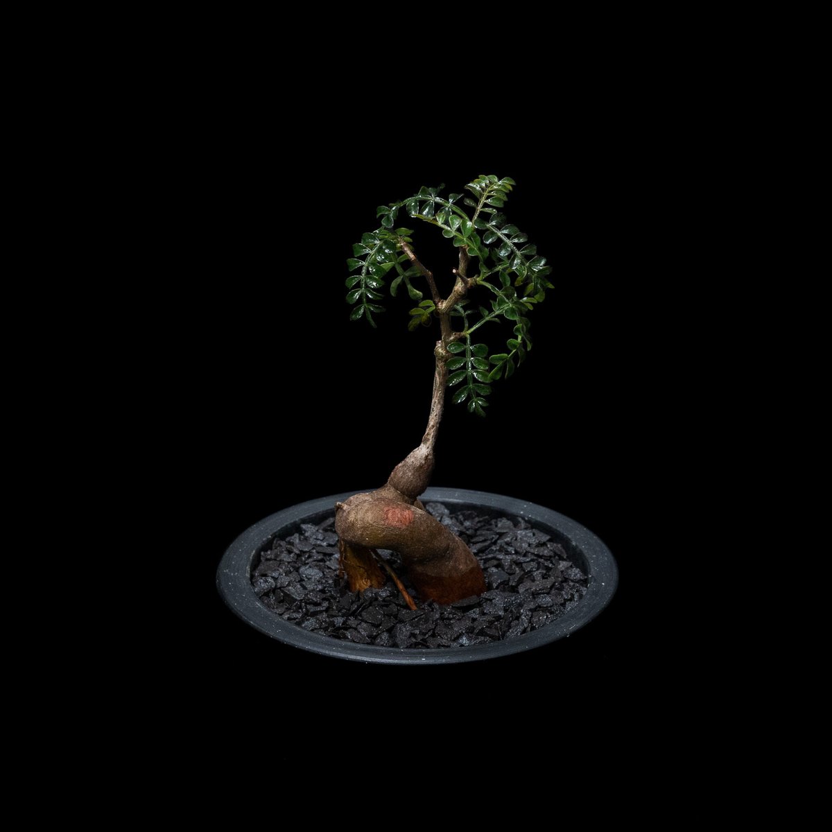 オペルクリカリア パキプス / Operculicarya pachypus #9 | Du