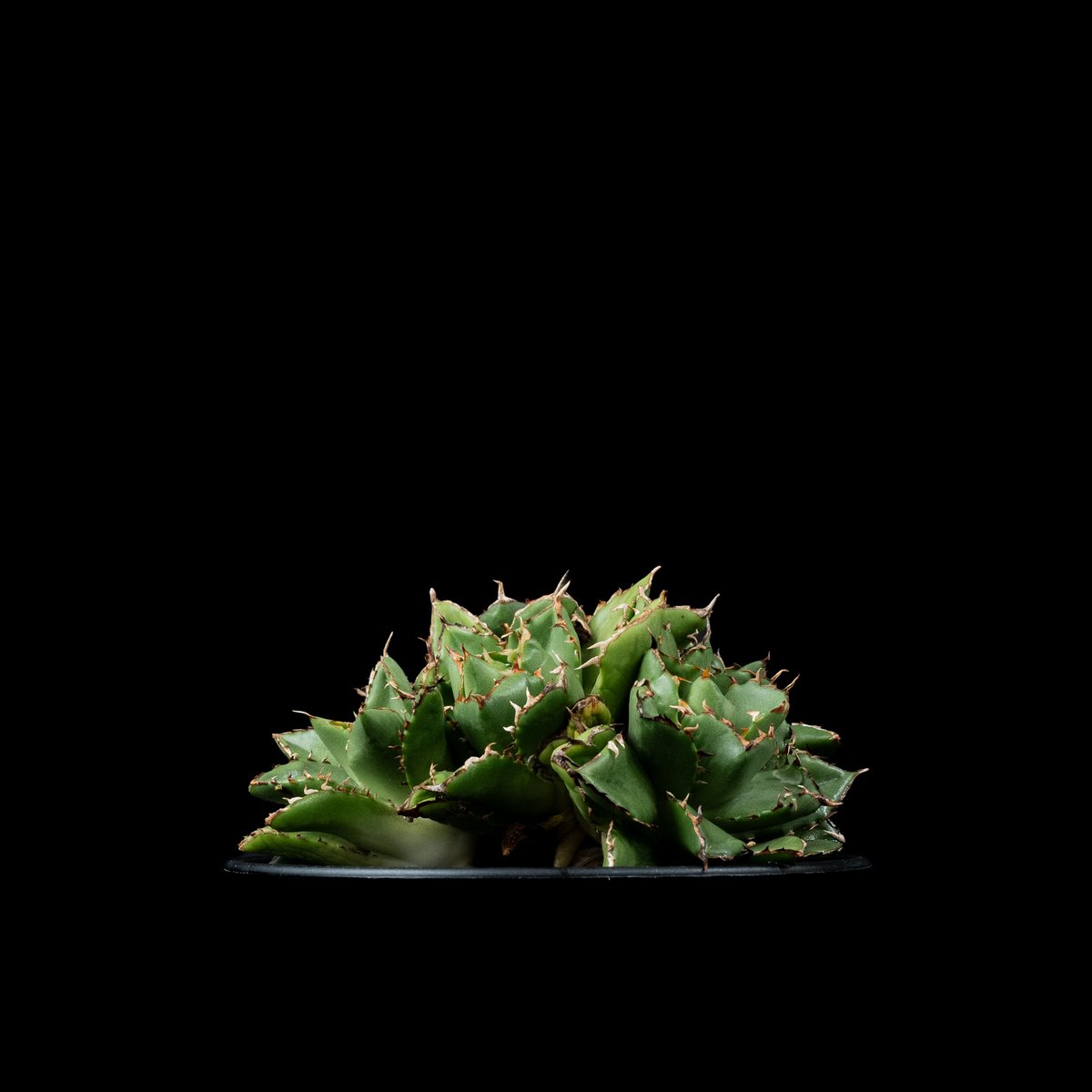 アガベ チタノタ フィリグリー (拇指厳竜) / Agave titanota 'Filigr