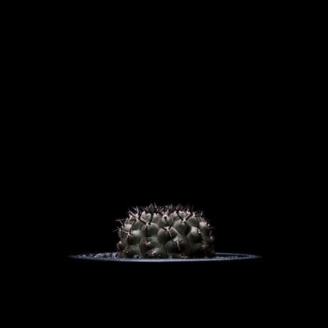 ギムノカリキウム 黒刺鳳頭 / Gymnocalycium asterium