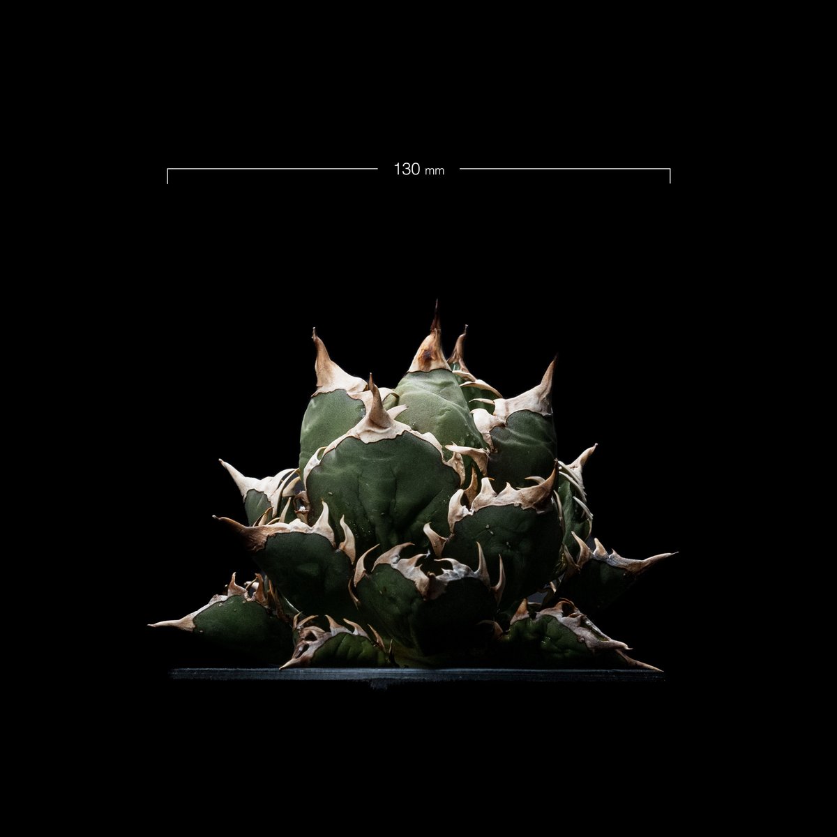 アガベ チタノタ レッドキャットウィーズル 中斑 アガベ チタノタ レッド・キャットウィーズル / Agave titanota 'Red C