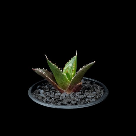 アガベ チタノタ ハデス / Agave titanota ‘Hades’ #13