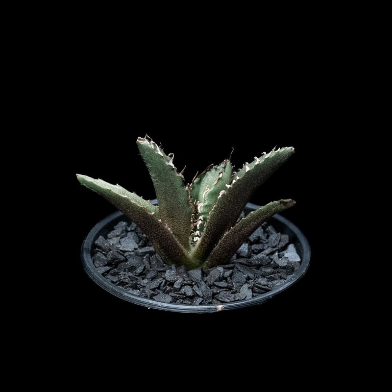 アガベ チタノタ 白鯨 / Agave titanota 'White Whale' #19