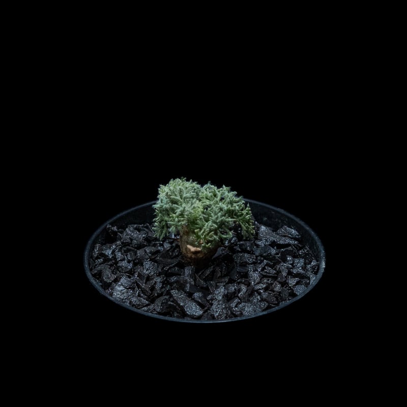 モンソニア ペニクリナム / Monsonia peniculina #26 | Ducks