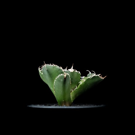 アガベ チタノタ 白鯨 / Agave titanota ‘White Whale’ #91