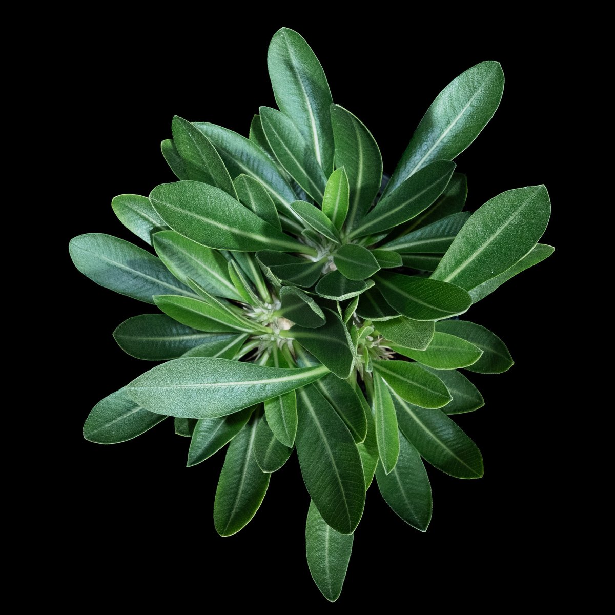 パキポディウム ブレビカウレ / Pachypodium brevicaule #11 | D