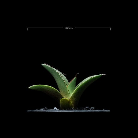 アガベ チタノタ 黒火焔 / Agave titanota ‘Black Fire’ #13