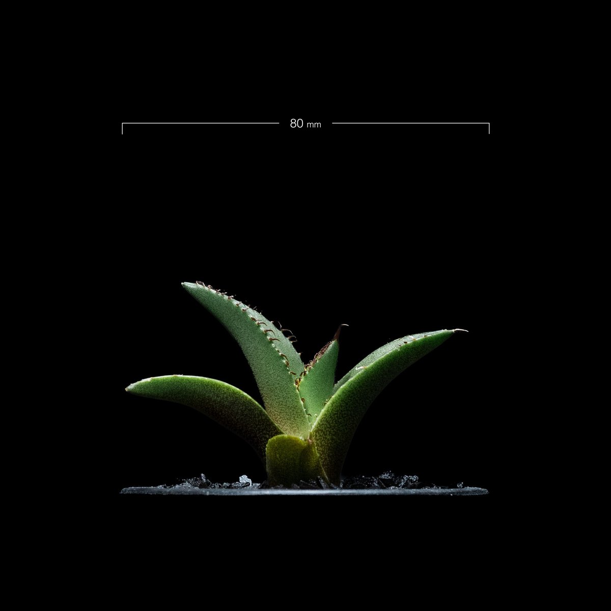 アガベ チタノタ 黒火焔 / Agave titanota 'Black Fire' #13