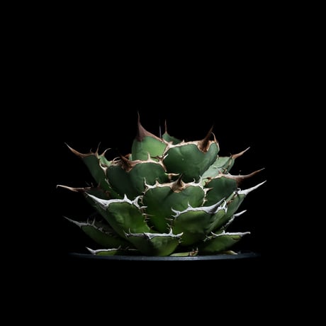 アガベ チタノタ 熊猫 / Agave titanota ‘Panda’ #1