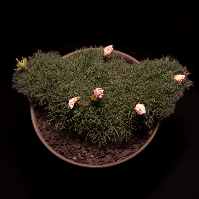 モンソニア ペニクリナム / Monsonia peniculina #2 | Ducks (