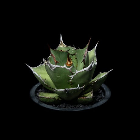 アガベ チタノタ 熊猫 / Agave titanota ‘Panda’ #1