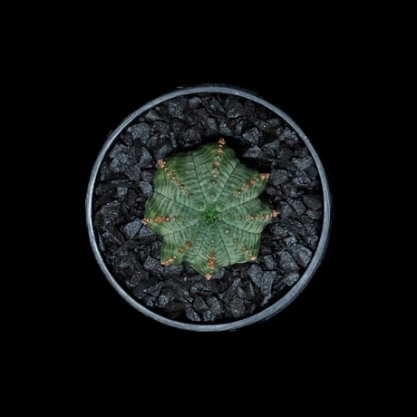 ユーフォルビア シンメトリカ (カキ仔) / Euphorbia obesa ssp. symmetrica #8