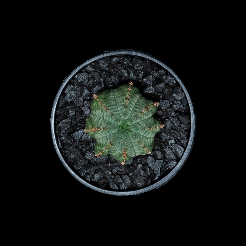 ユーフォルビア シンメトリカ (カキ仔) / Euphorbia obesa ssp