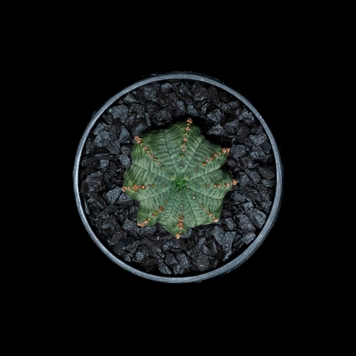 ユーフォルビア シンメトリカ (カキ仔) / Euphorbia obesa ssp