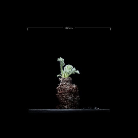 ペラルゴニウム アッペンディクラツム / Pelargonium appendiculatum #1