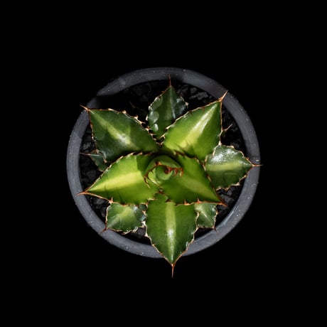 アガベ チタノタ 萬代厳竜 / Agave lophantha × titanota #1
