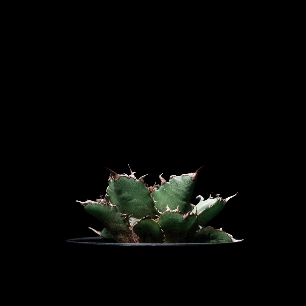 アガベ チタノタ 姫厳竜 / Agave titanota 'Dwarf' #6 | Duck