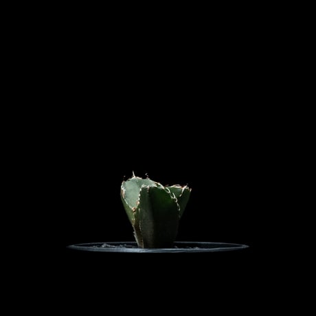 アガベ チタノタ 白鯨 / Agave titanota ‘White Whale’ #49