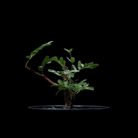 センナ メリディオナリス / Senna meridionalis #11