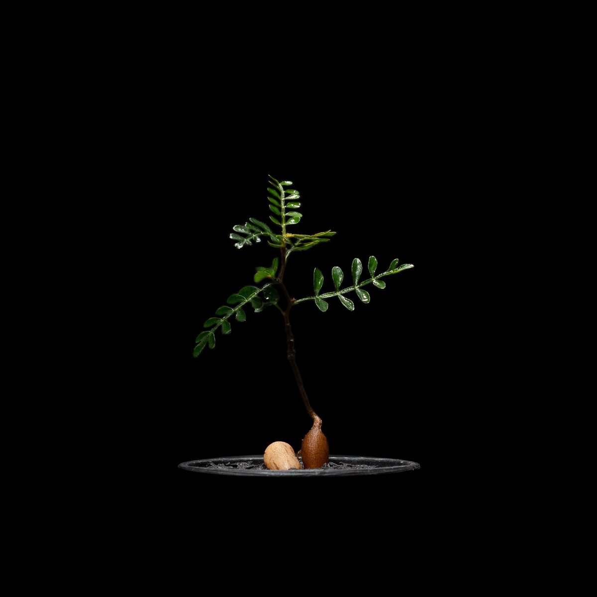 【Operculicarya pachypus｜オペルクリカリア・パキプス】 種子] オペルクリカリア パキプス Operculicarya pachypusの商品