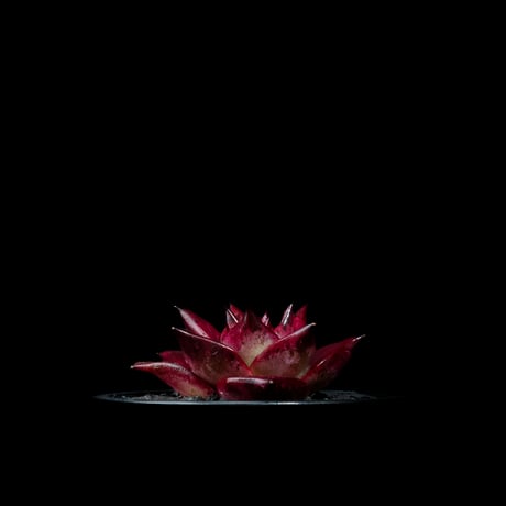 エケベリア ロメオ / Echeveria agavoides ‘Romeo’ #1