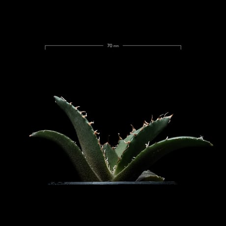 アガベ チタノタ 白鯨 / Agave titanota ‘White Whale’ #47