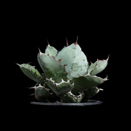 アガベ チタノタ ブラック&ブルー / Agave titanota ‘Black & Blue’ #4