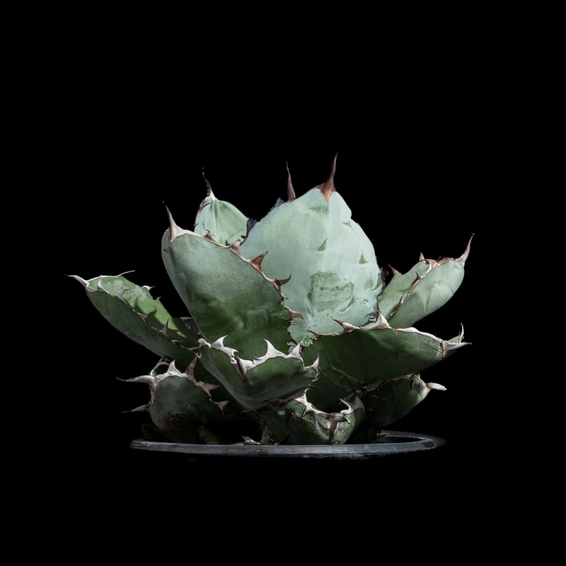 アガベ チタノタ ブラック&ブルー / Agave titanota 'Black & Blu