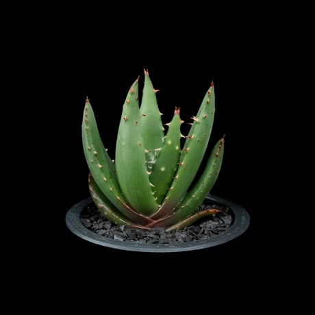 アロエ ペグレラエ / Aloe peglerae #3