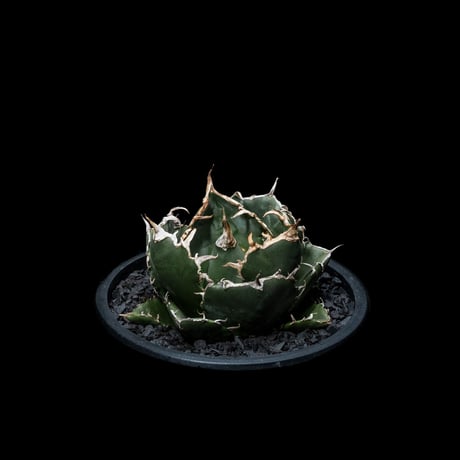 アガベ チタノタ 白鯨 / Agave titanota ‘White Whale’ #12