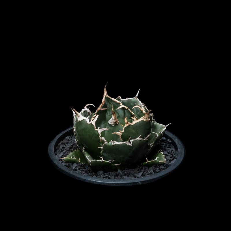アガベ チタノタ 白鯨 / Agave titanota 'White Whale' #12