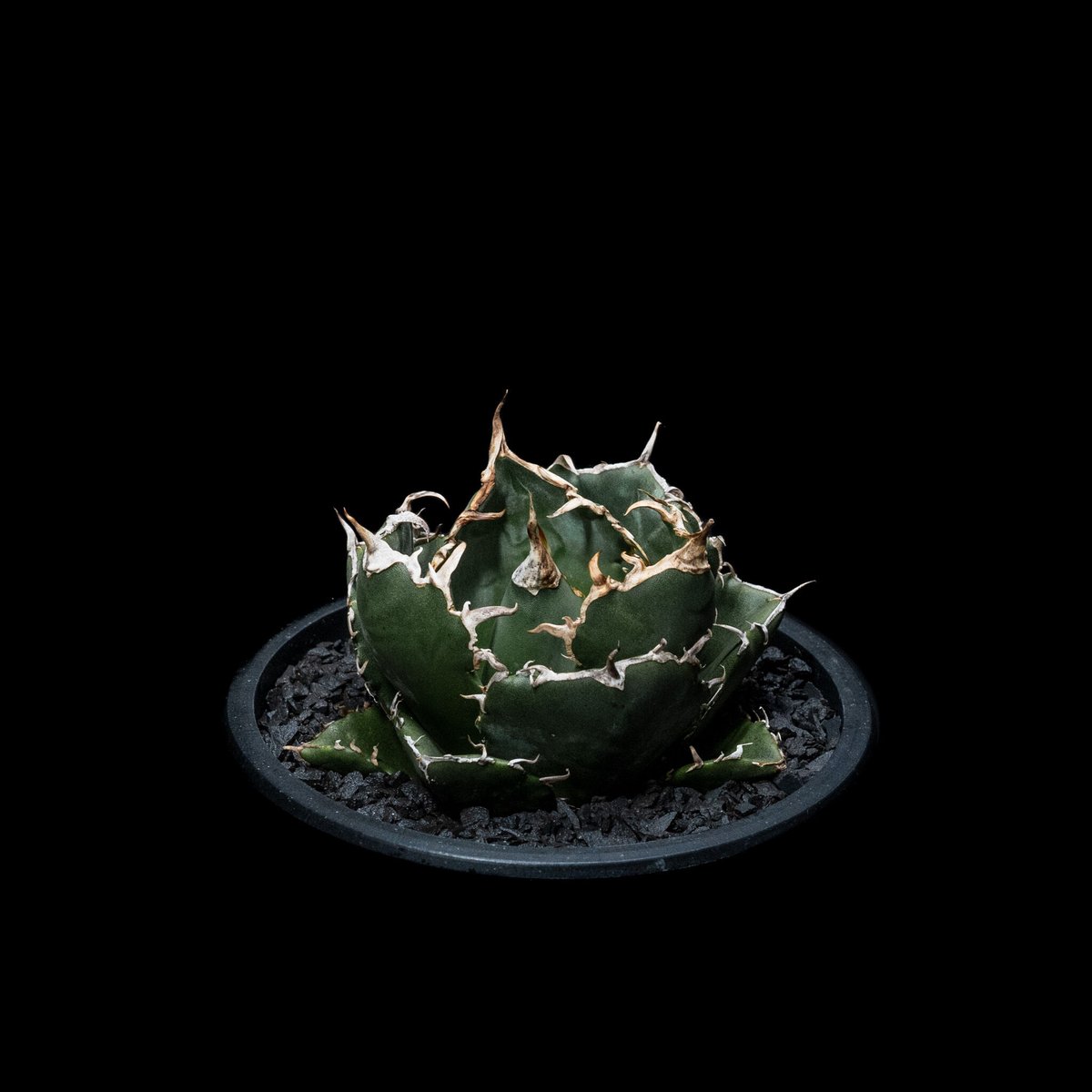 アガベ チタノタ 白鯨 / Agave titanota 'White Whale' #12