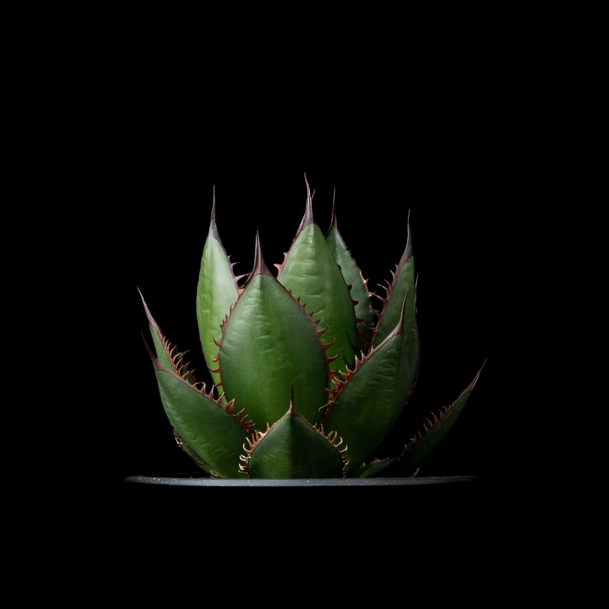 アガベ ホリダ / Agave horrida ssp. horrida #6 | Ducks