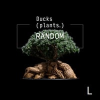 【ランダム】トリコディアデマ ブルボスム / Trichodiadema bulbosum