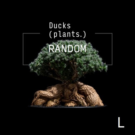 CATEGORY コーデックス(夏型塊根植物) | Ducks ( plants. ) CATEGORY コーデックス(夏型塊根植物) | Ducks ( plants. )