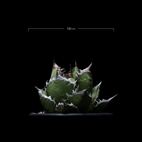 アガベ チタノタ 黒火焔 / Agave titanota ‘Black Fire’ #2