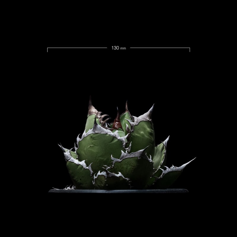 アガベ チタノタ 黒火焔 / Agave titanota 'Black Fire' #2 |