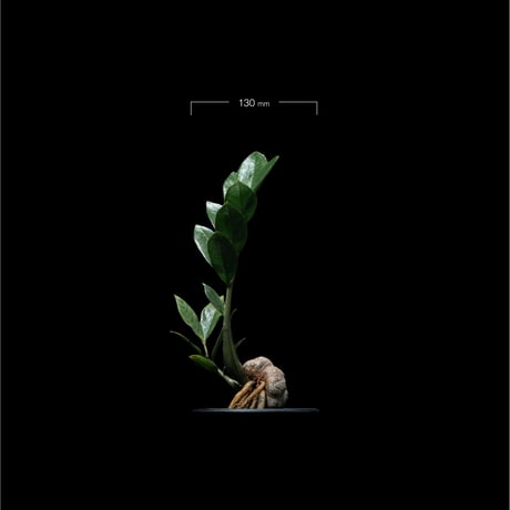 ザミオクルカス ザミフォーリア / Zamioculcas zamiifolia #1